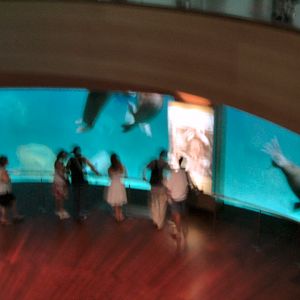 walrus tank (poor picture) at l'Oceanografic Valencia