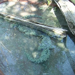 African Dwarf Crocodiles