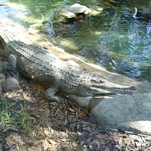 Gharial