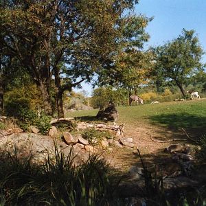 The African Savannah