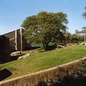 Gorilla Exhibit