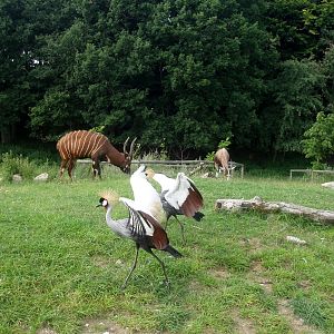 Ree Park - Forest savannah