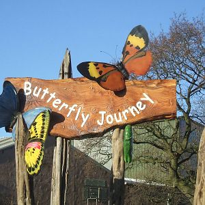 Butterfly Journey