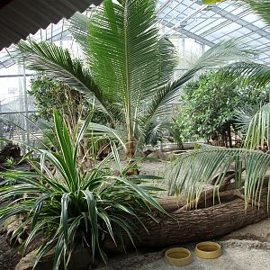 Odense Zoo - Tortoise Giants