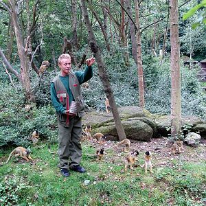 Odense Zoo - Squirrel monkey feeding