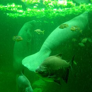 Odense Zoo - Manatees