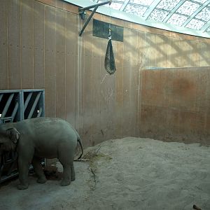 Copenhagen Zoo - Elephant bull indoors