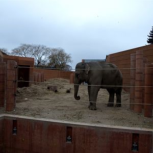 Copenhagen Zoo - Elephant bull outdoors