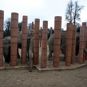 Copenhagen Zoo - Elephant herd