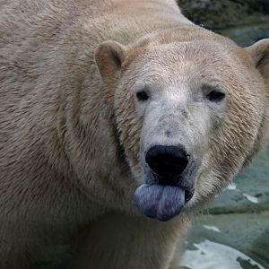 Copenhagen Zoo - Polar bear