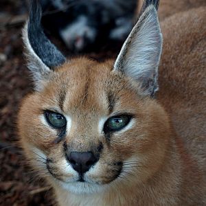 Copenhagen Zoo - Caracal