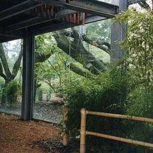 Clouded Leopard Outdoor cage lower level