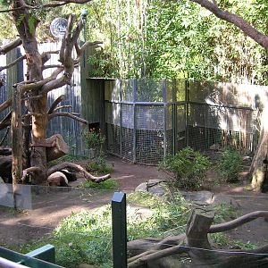 Giant Panda Exhibit 1-19-09