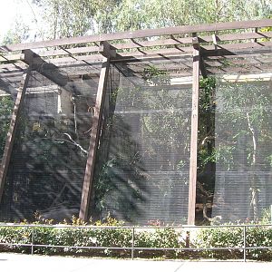 Hornbill Aviary 1-19-09