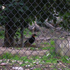 Southern Ground Hornbill 1-19-09