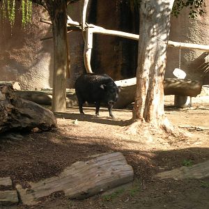 Western Forest Hog 1-19-09