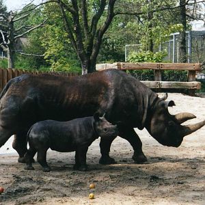 Rhino with calf