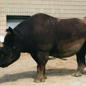 Kalusho,Rhino Breeding Bull