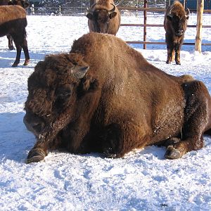Wisent
