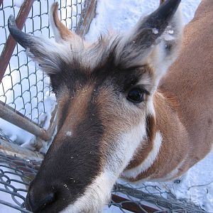 Pronghorn
