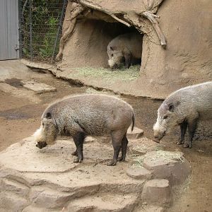 Bornean Bearded Pig 1-21-09