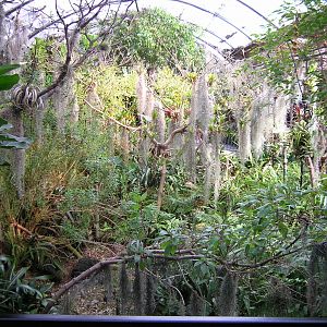Hummingbird Aviary 1-20-09
