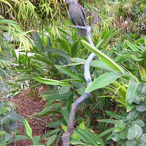 King Tut Statue 1-21-09