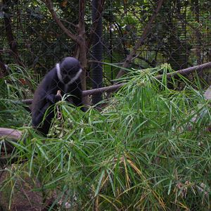 L'hoest's Guenon 1-21-09
