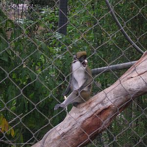 Lesser Spot-nosed Guenon 1-21-09