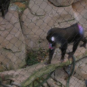 Mandrill 1-21-09