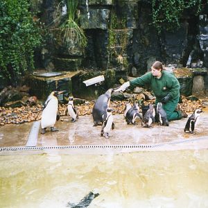 Old penguin enclosure