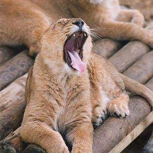 New Asiatic lionesses 1994