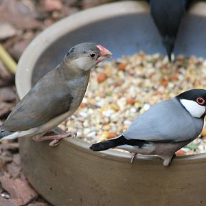 Java sparrows