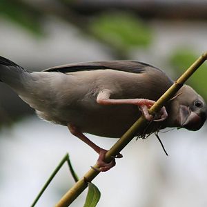 Java sparrow young