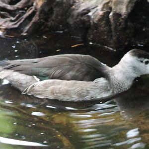 Cotton pygmy goose