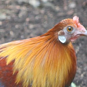 Red jungle fowl