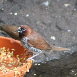 Nutmeg finch