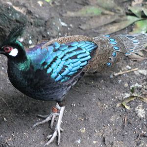 Palawan peacock pheasant