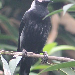 Coleto or Bald starling