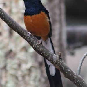 White-rumped shama