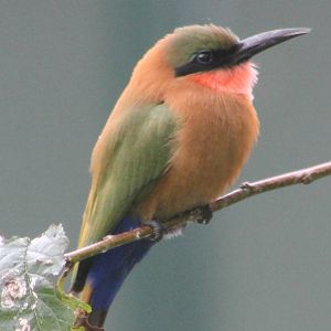 Red-throated bee-eater