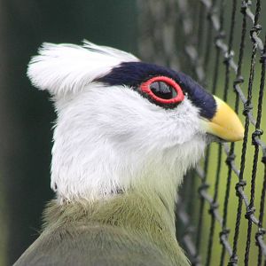 White-crested touraco