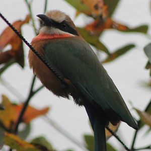 White-fronted bee-eater