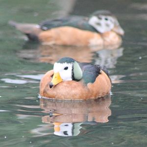 Pair of African pygmy geese
