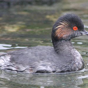 Black-necked grebe