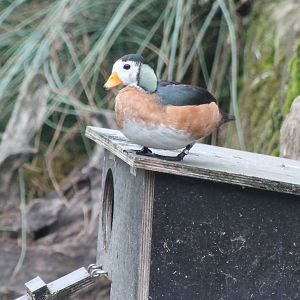 African pygmy goose