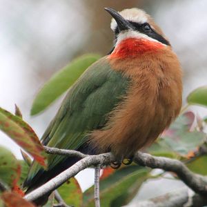 White-fronted bee-eater