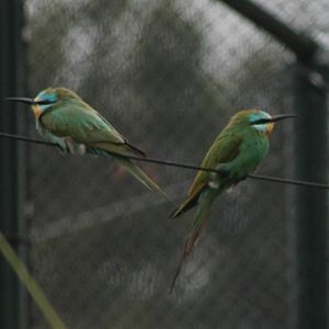 Blue-cheeked bee-eater