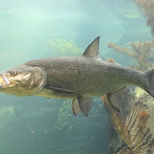 Asp (Aspius aspius), October 2014