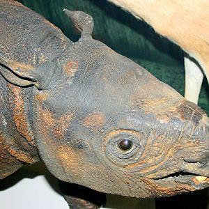 Young Javan rhinoceros; Edinburgh Museum; 22nd November 2014
